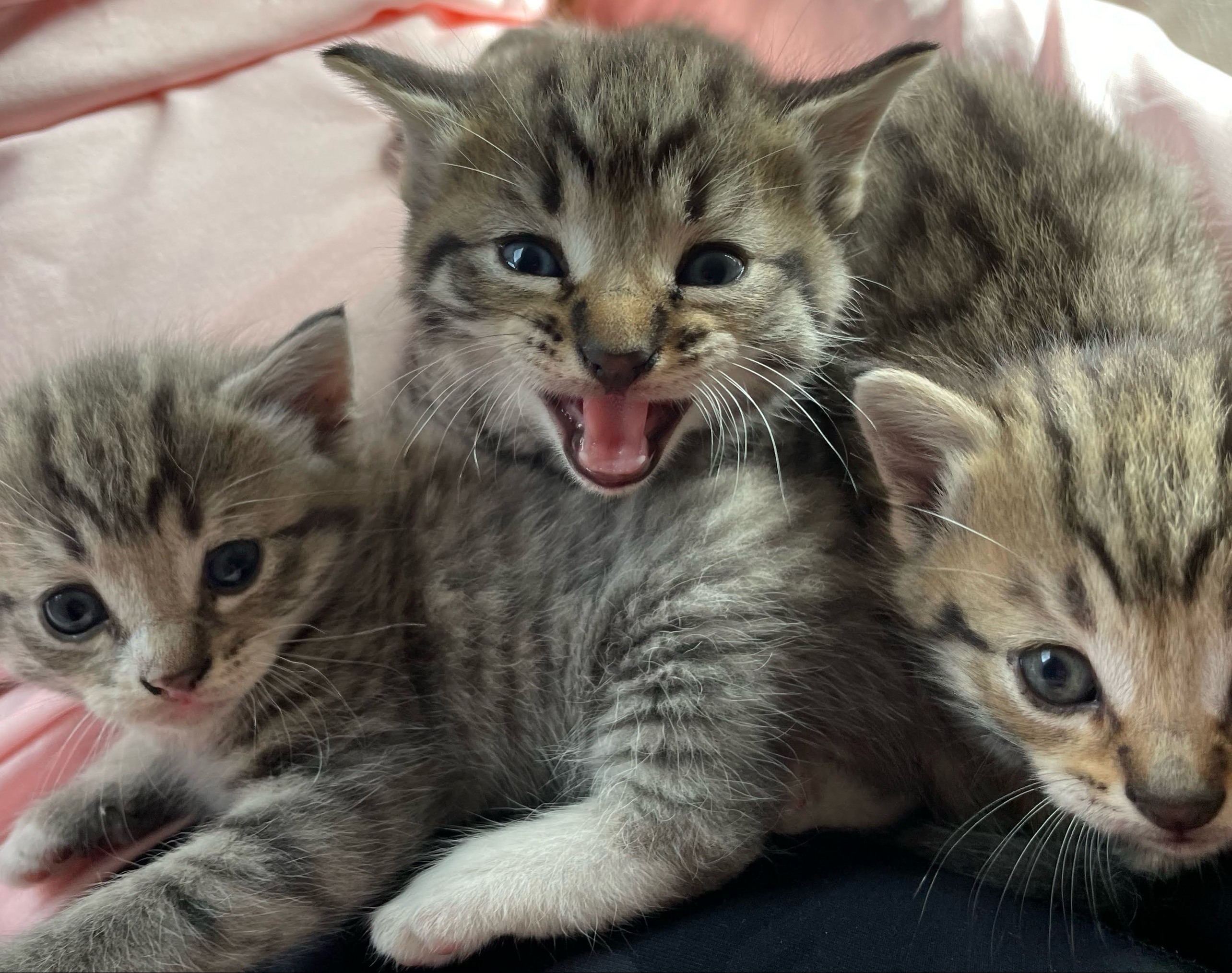 3 Kittens